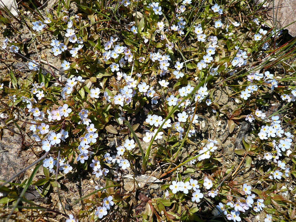 photo montrant quelques fleurs de myosotis poussant sur une rocaille. Les fleurs sont composées de 5 pétales mauves, jaunes à leur base