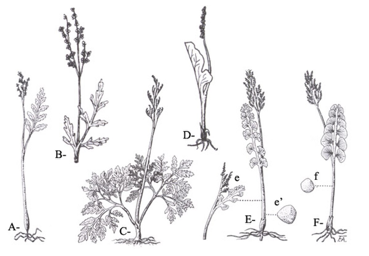 Fronde (botanique) — Wikipédia