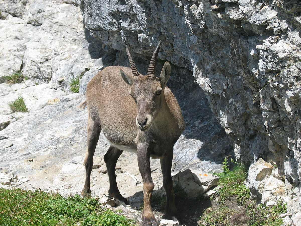  Capra Ibex femelle