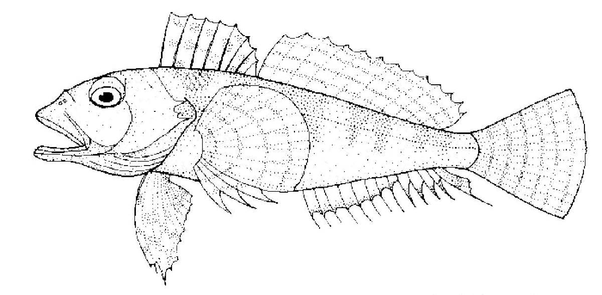 Bovichtus variegatus