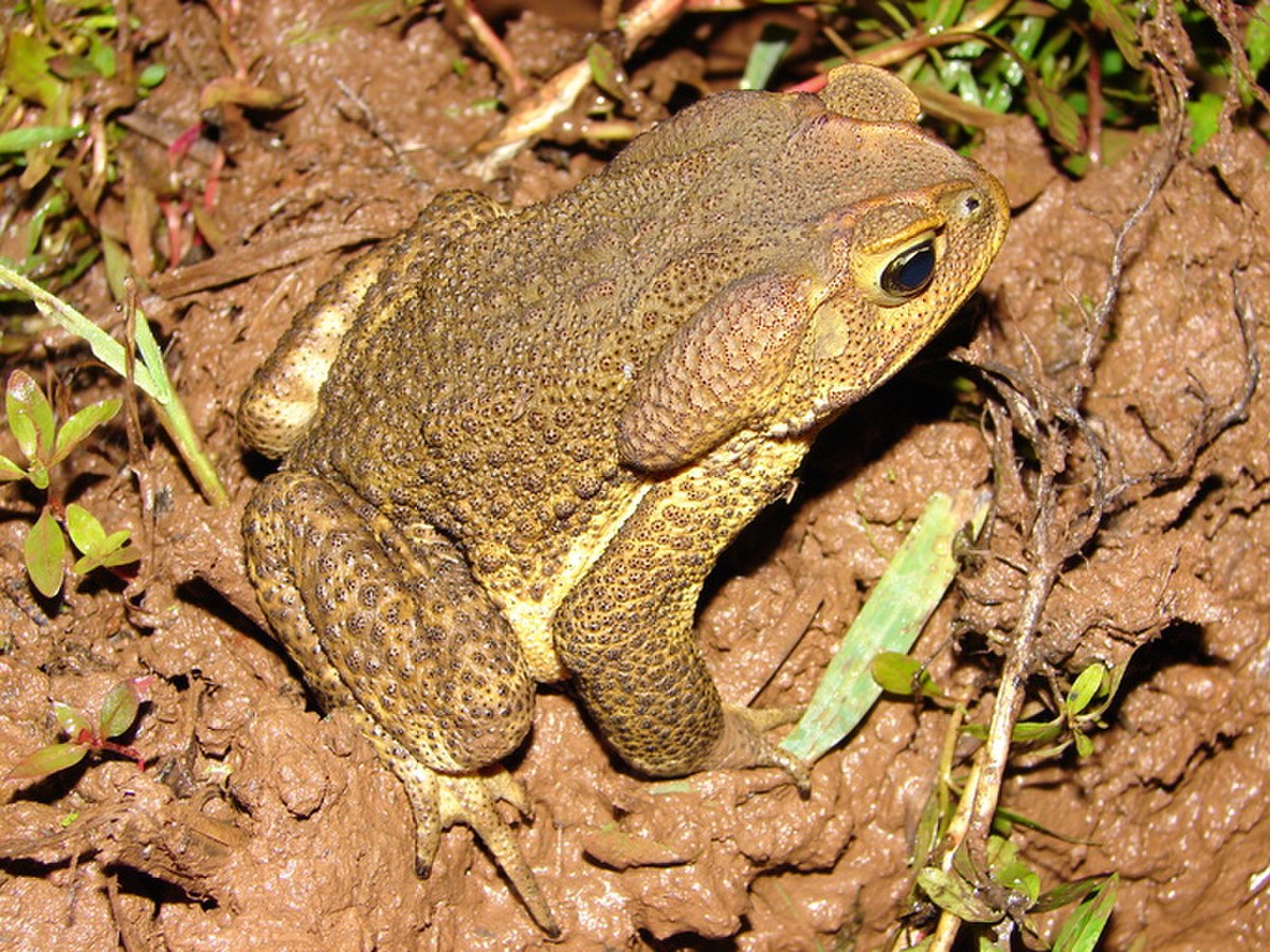 Rhinella icterica - Définition et Explications