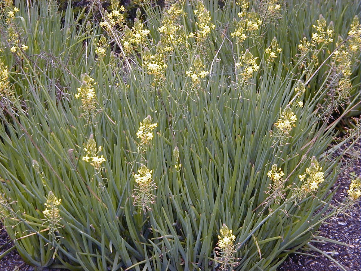  Bulbine frutescens