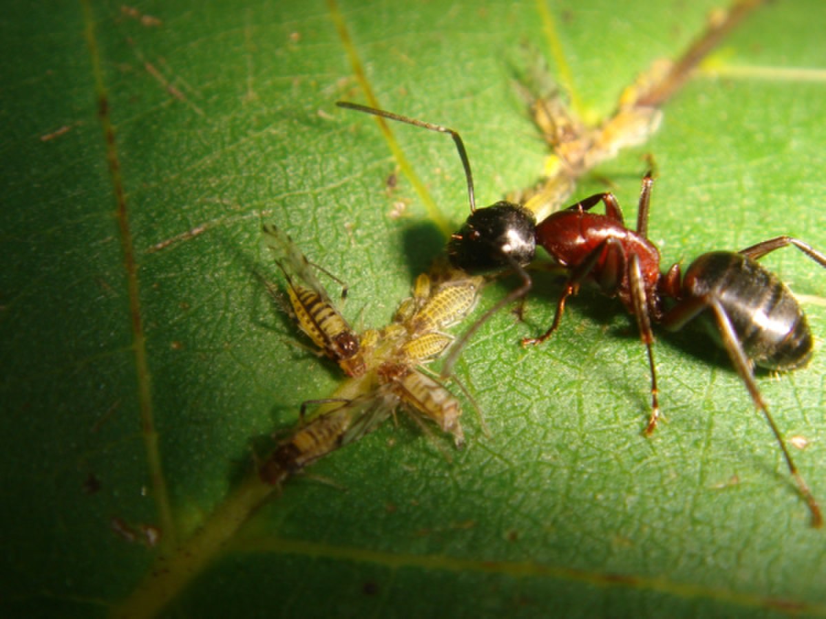  Camponotus ligniperdus