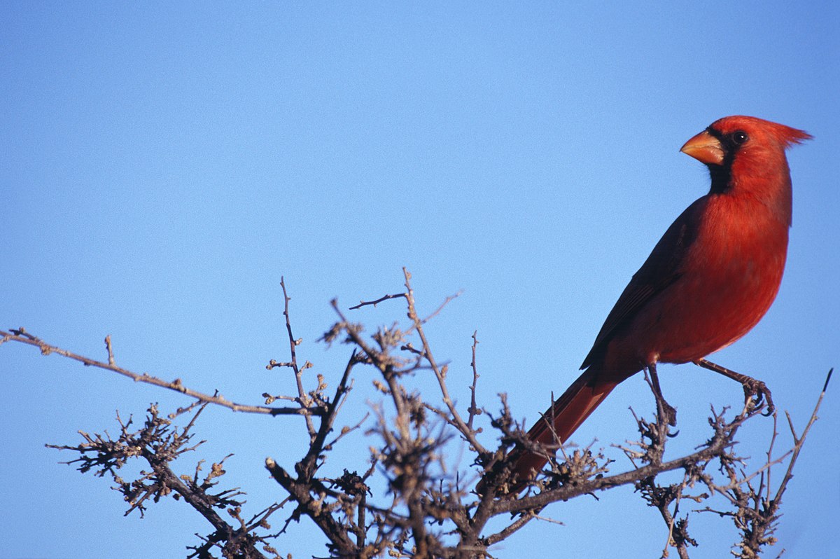  Cardinal rouge (Cardinalis cardinalis)