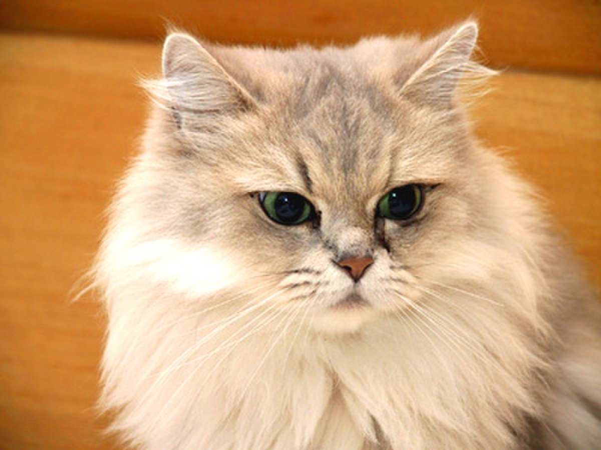 Roux (robe de chat) — Wikipédia