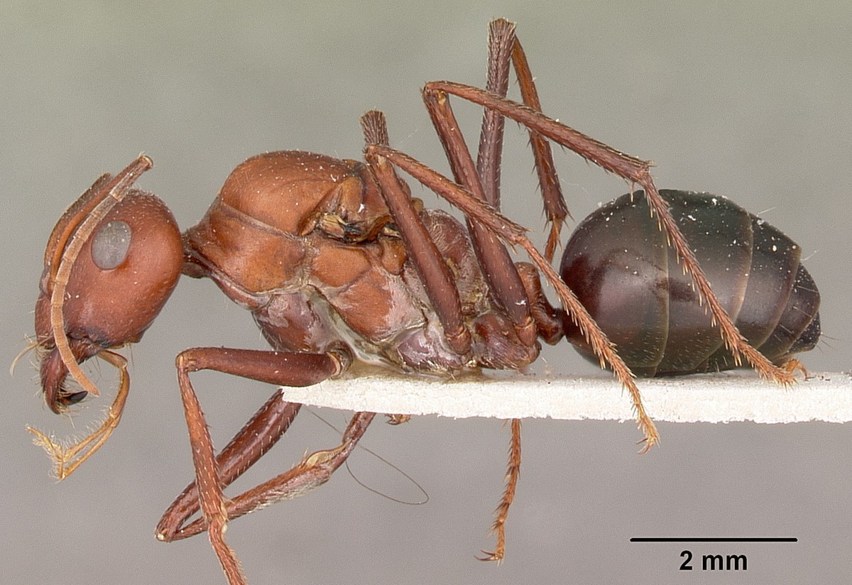 Cataglyphis bicolor