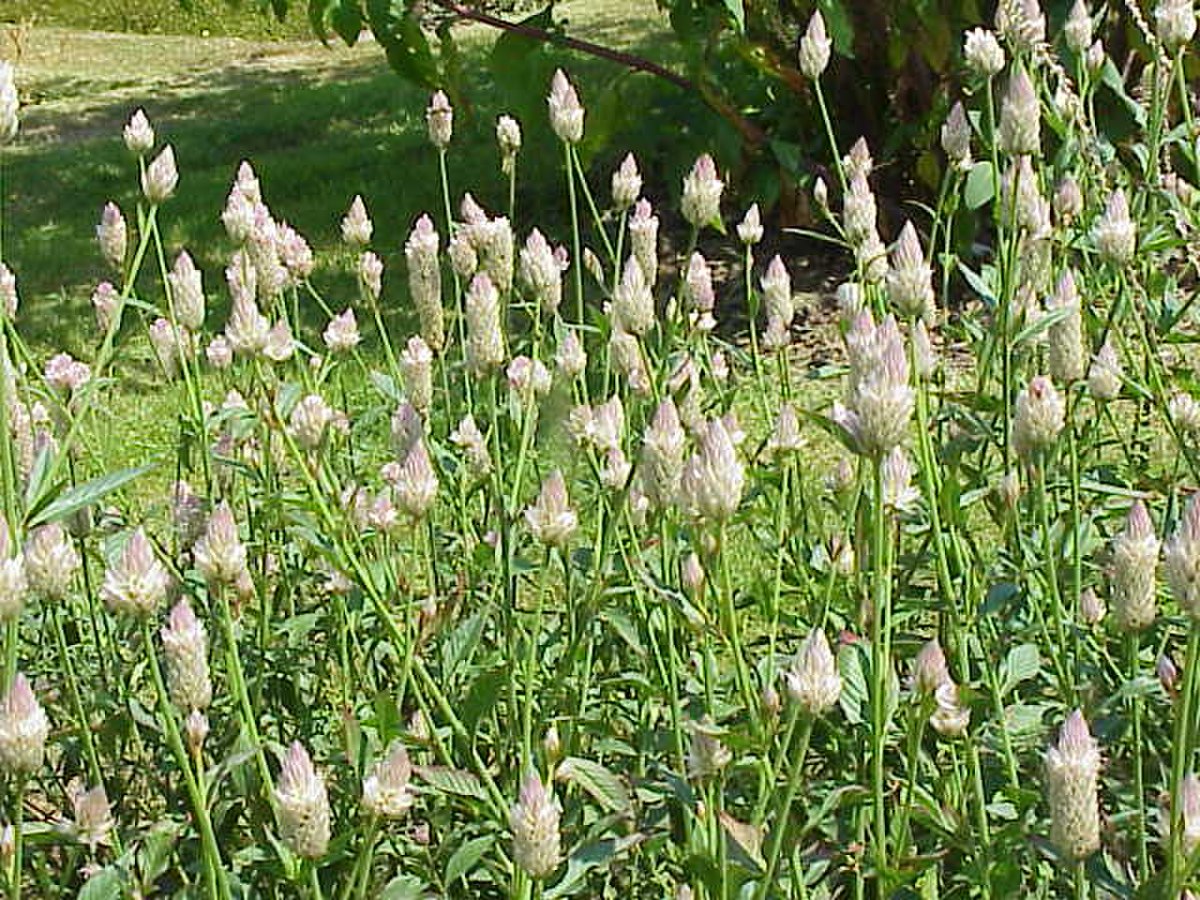  Celosia argentea