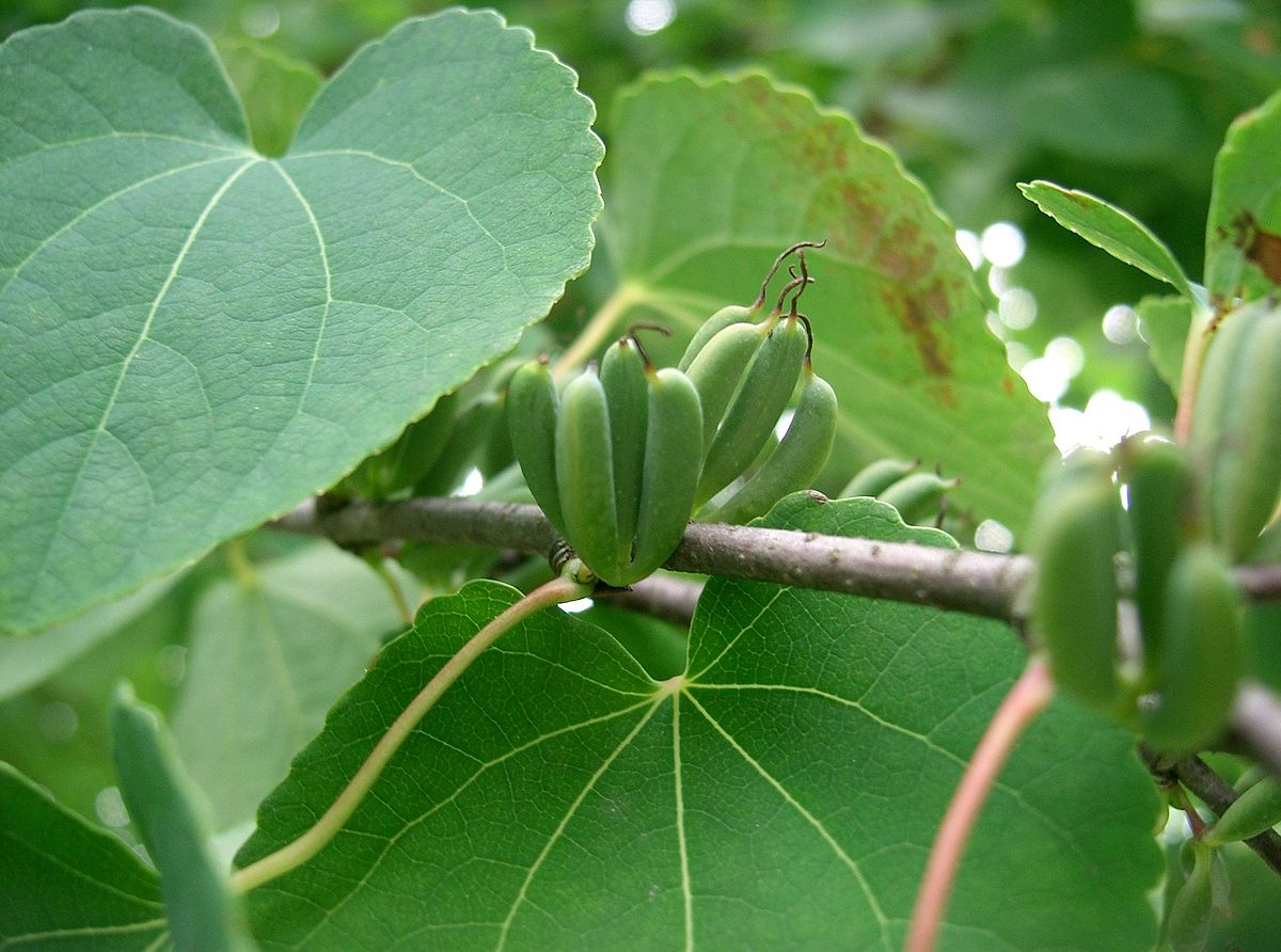  Cercidiphyllum japonicum