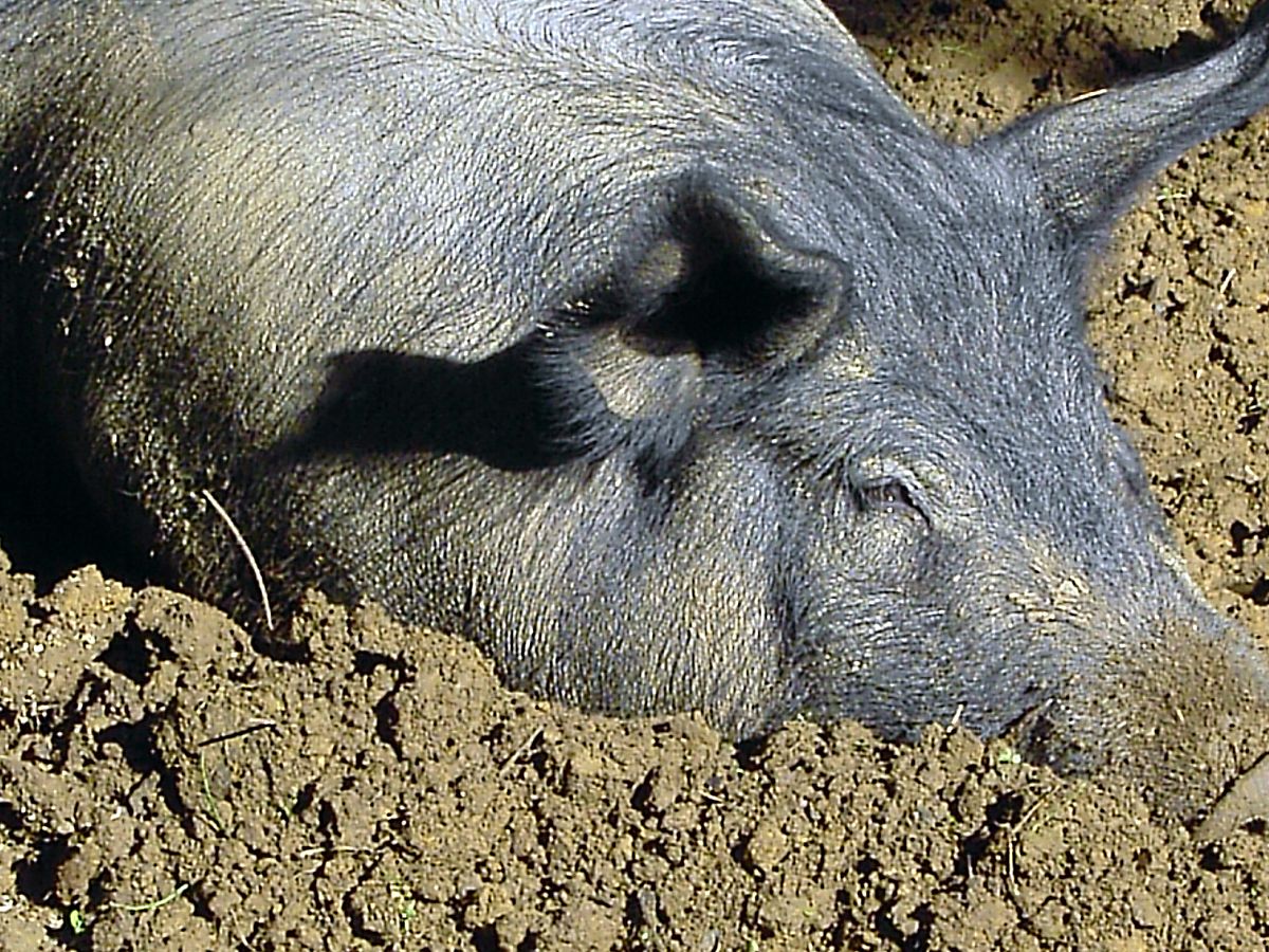 Tête d'un porc couché dans la boue