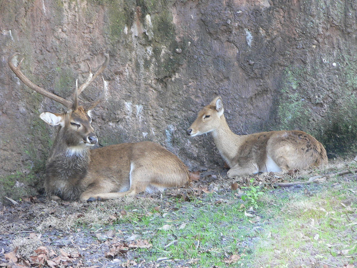 Cerf d'Eld : définition et explications