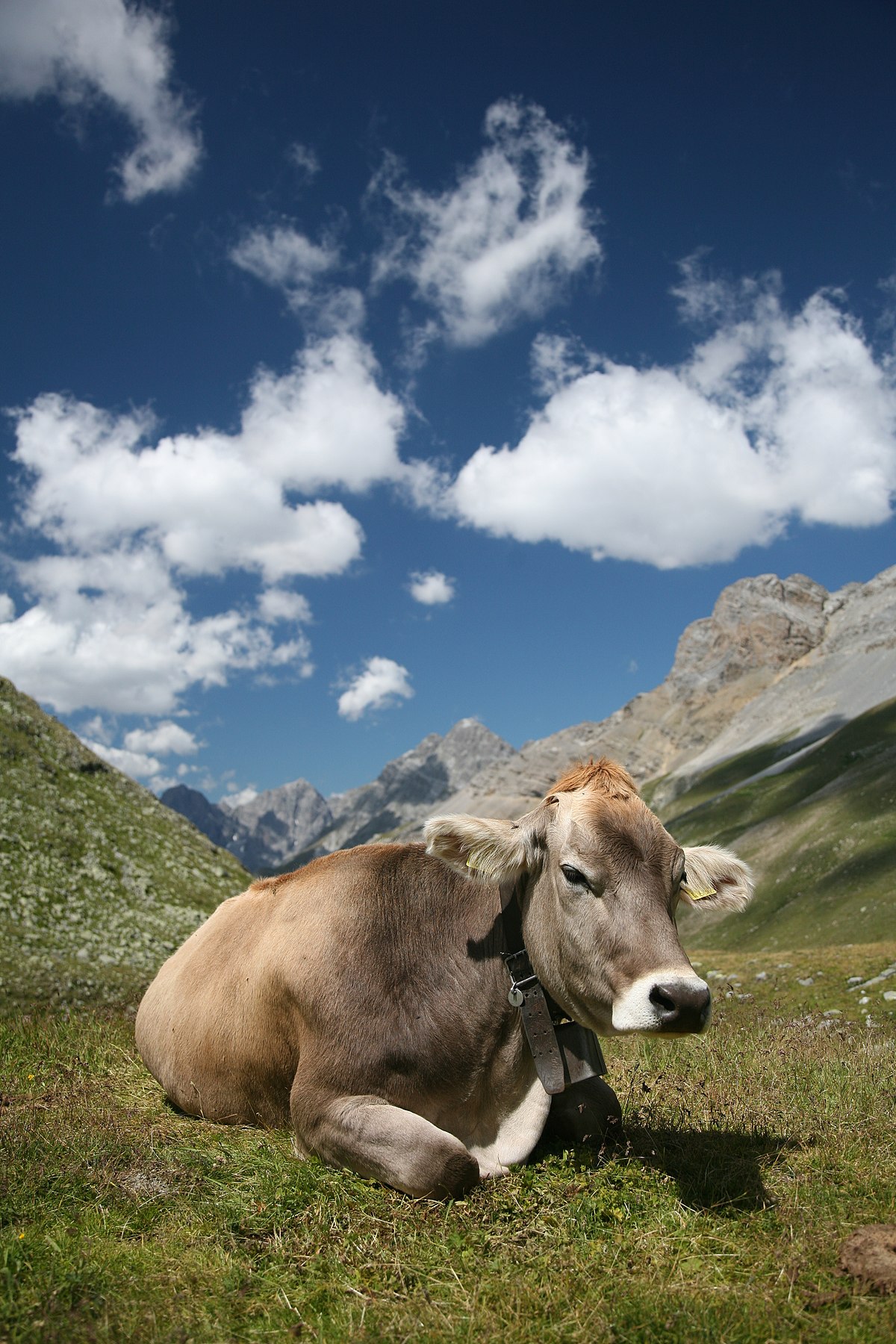  Vache brune suisse ou Brunedes Alpes (Bos taurus)