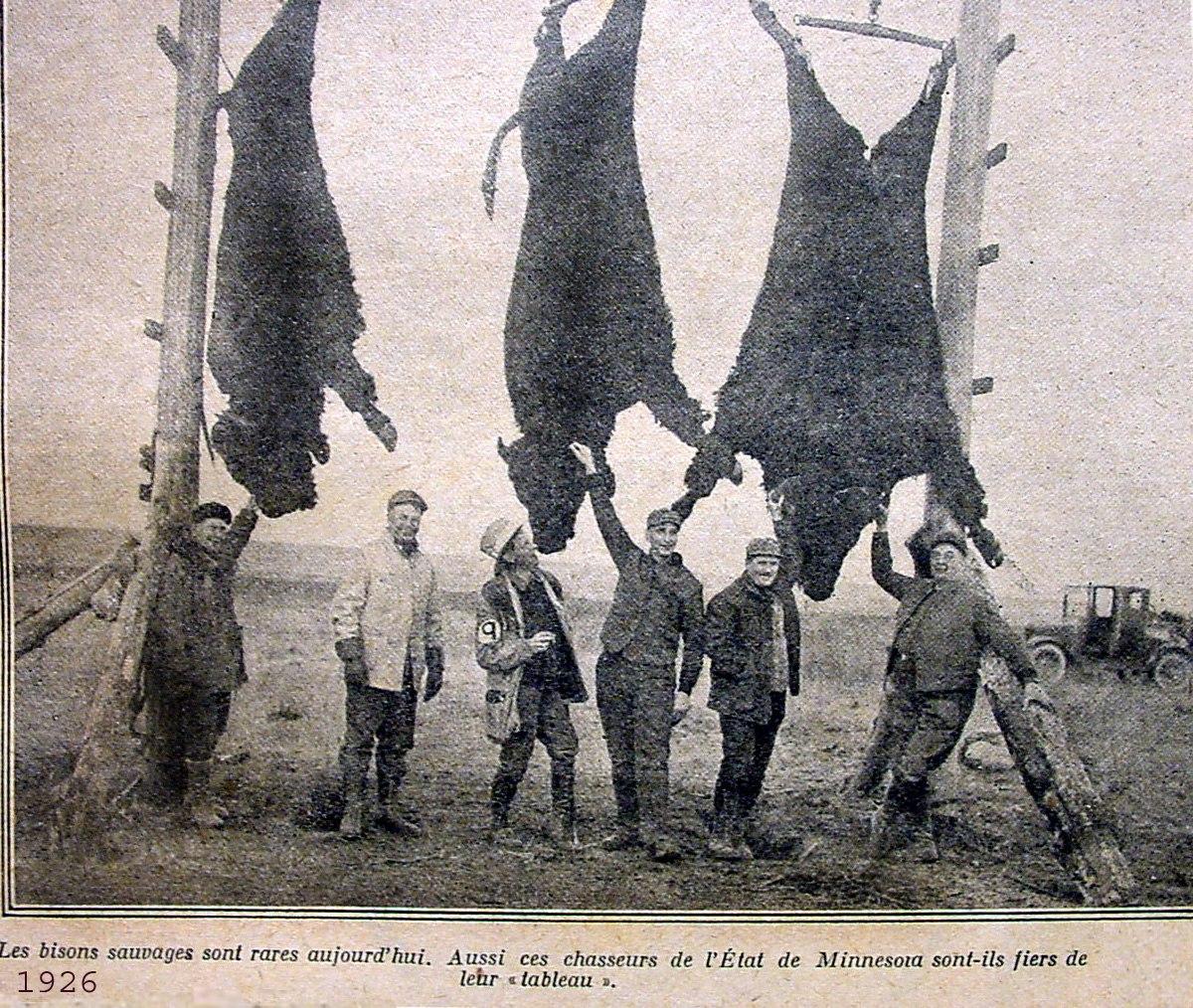 Bison d Am rique du Nord Physiologie