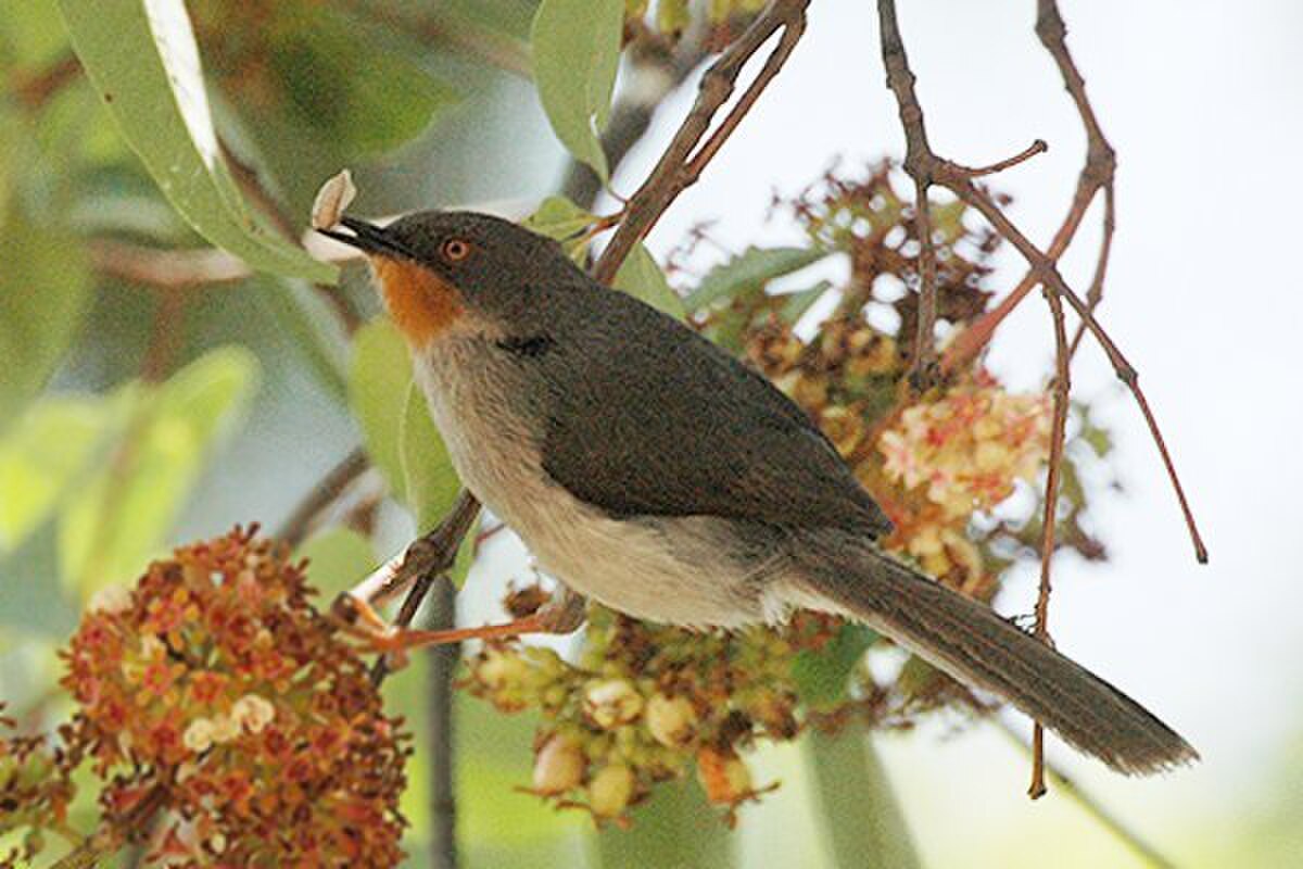 Apalis - Définition Et Explications