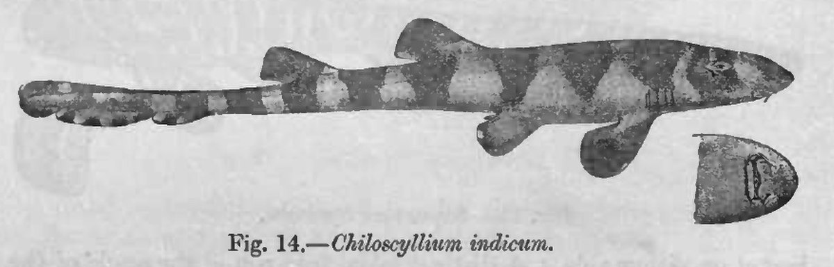  Chiloscyllium indicum