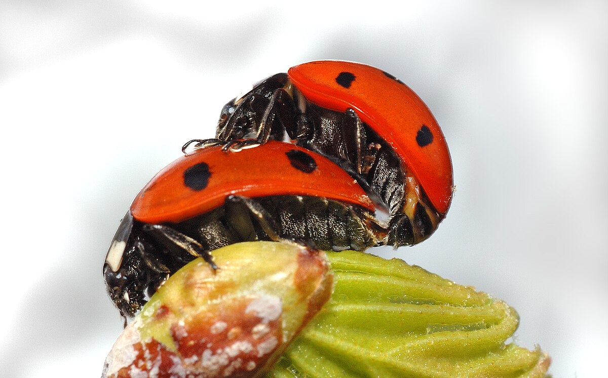 Coccinellidae D finition et Explications