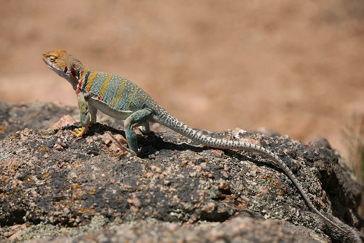 Crotaphytus Collaris - Définition Et Explications