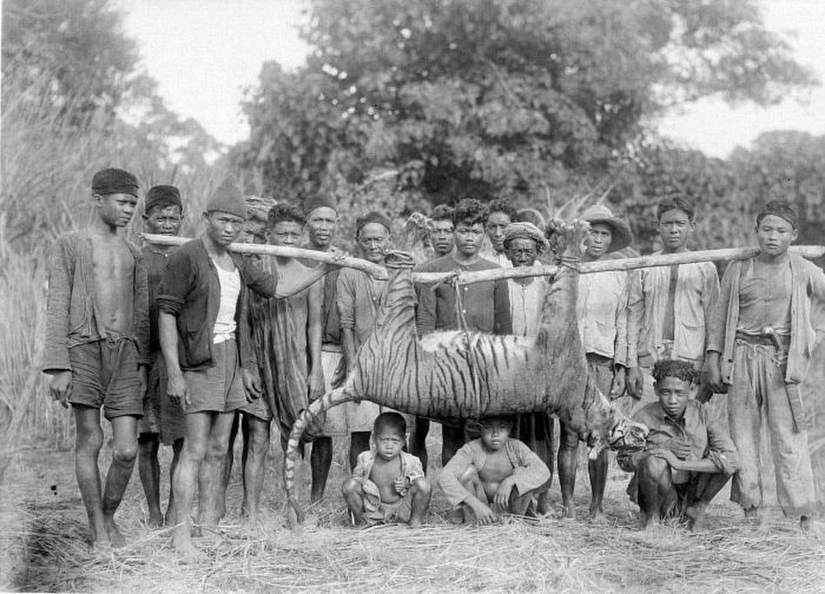 Population posant devant une dépouille de tigre à Java.