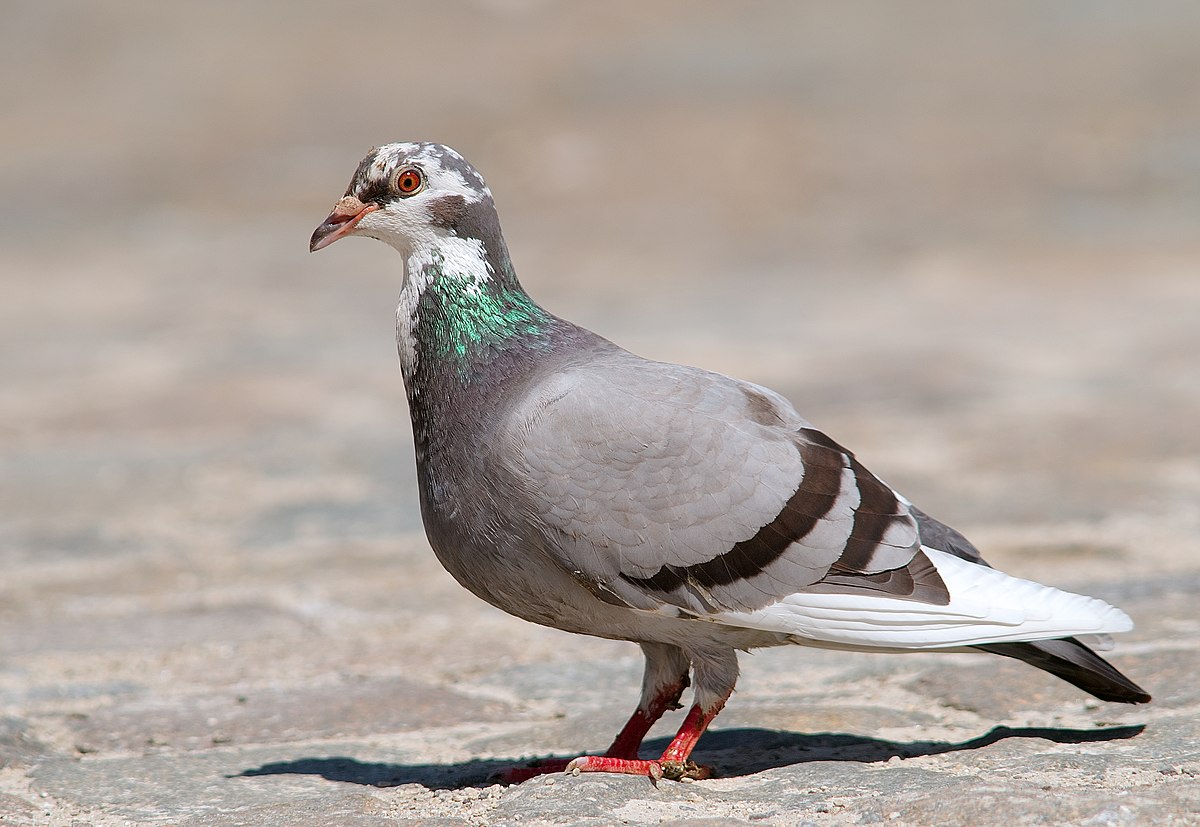 Un pigeon biset par Luc Viatour