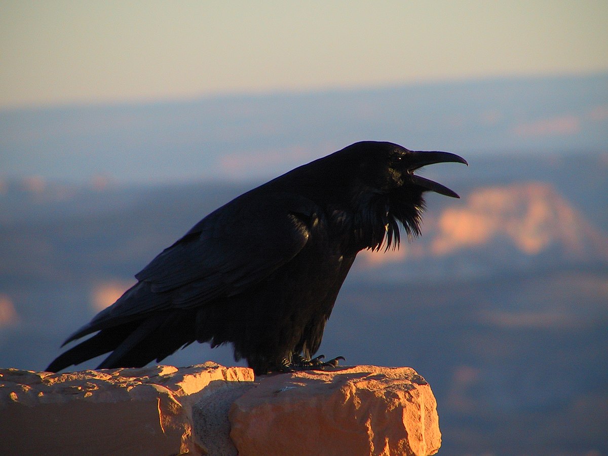  Grand Corbeau (Corvus corax)