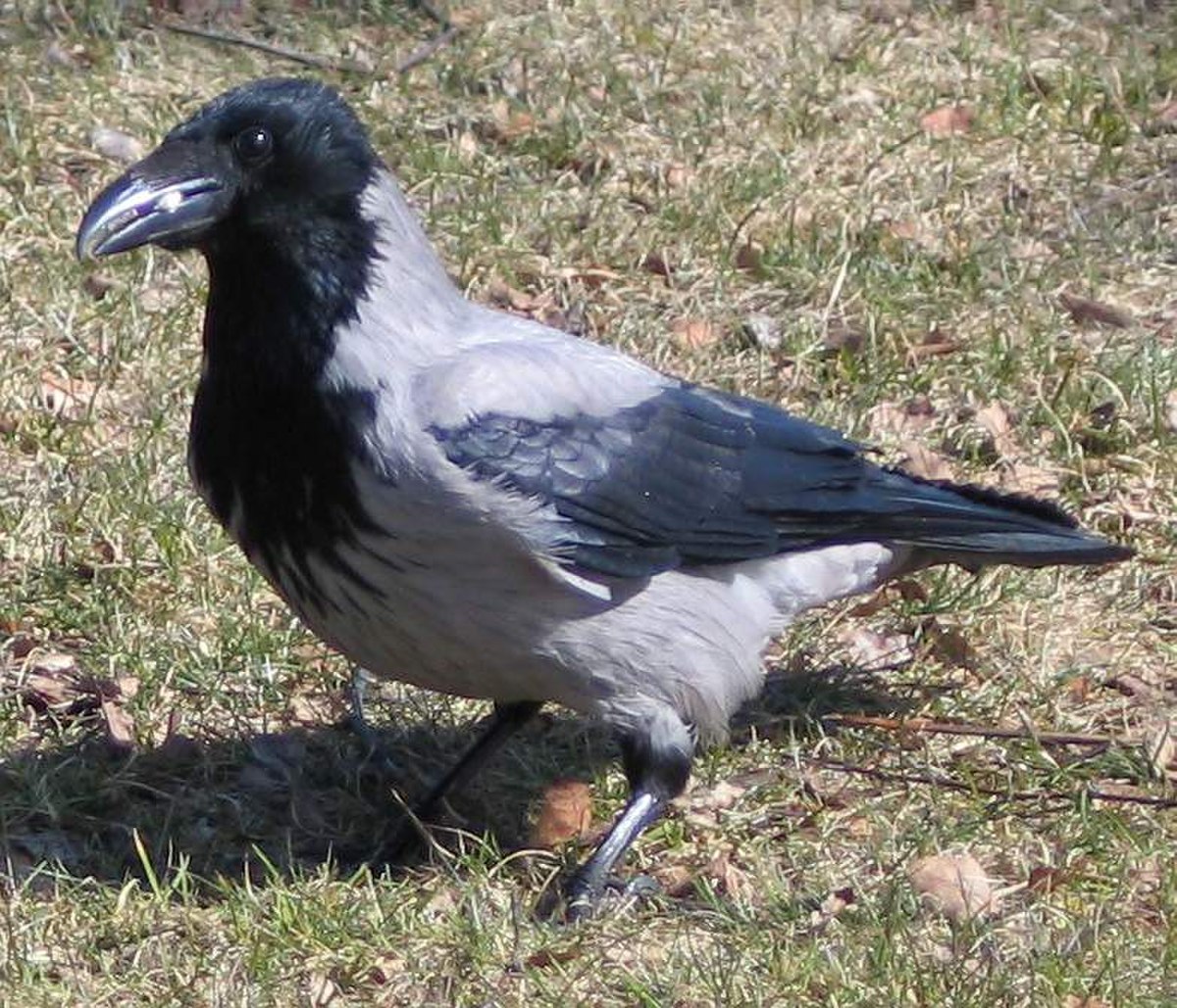 Corbeau à gros bec — Wikipédia