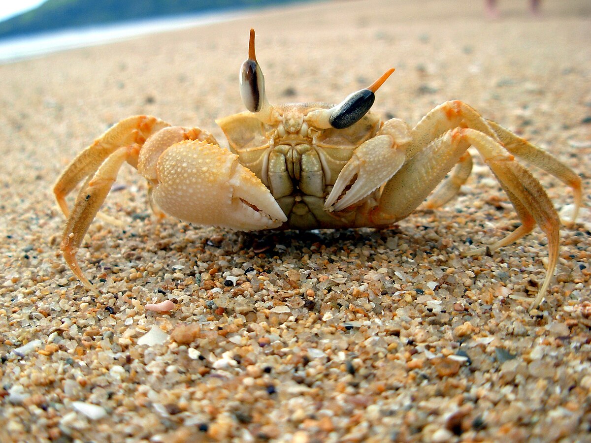 Crabe jaune, dressé sur ses pattes sur une plage, aux yeux au-dessus de la tête et aux pinces dissymétriques