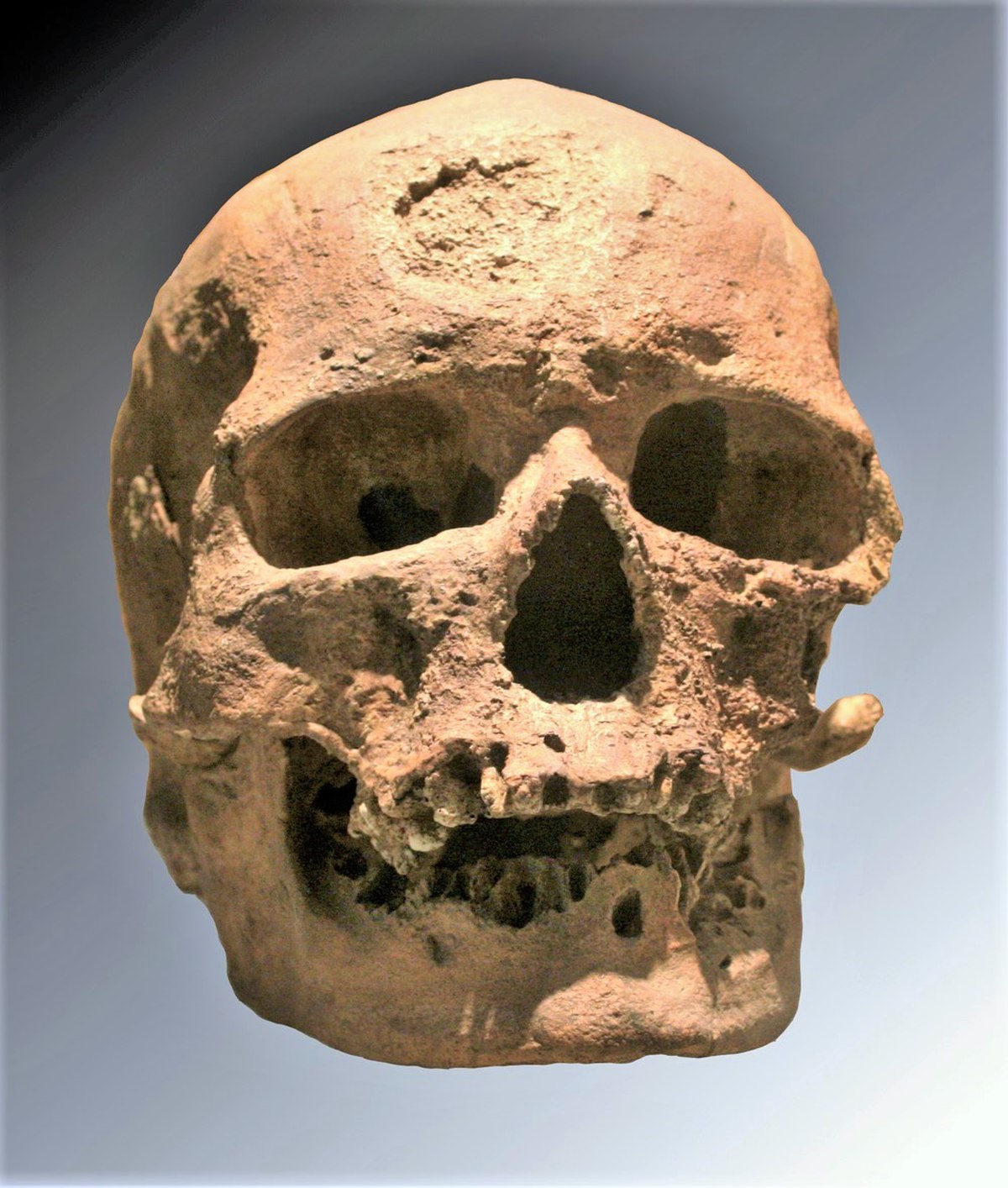  Crâne de l'un des individus découverts dans l'abri de Cro-Magnon (moulage)