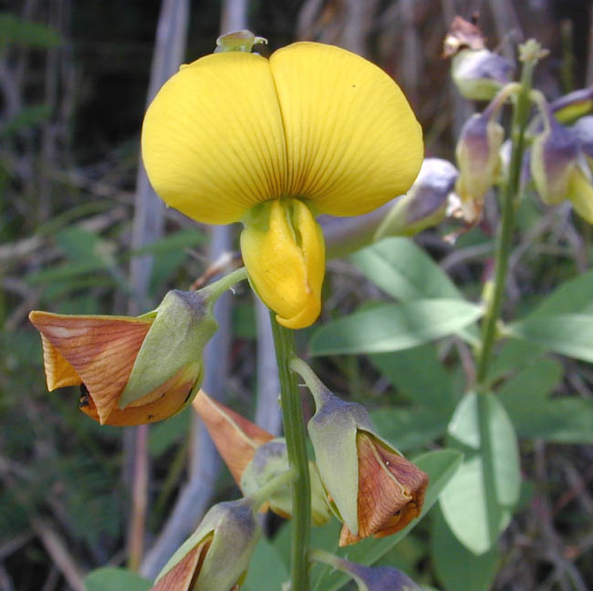 Crotalaria - Définition et Explications