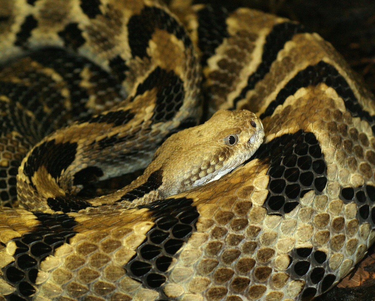 Crotalus horridus - Définition et Explications