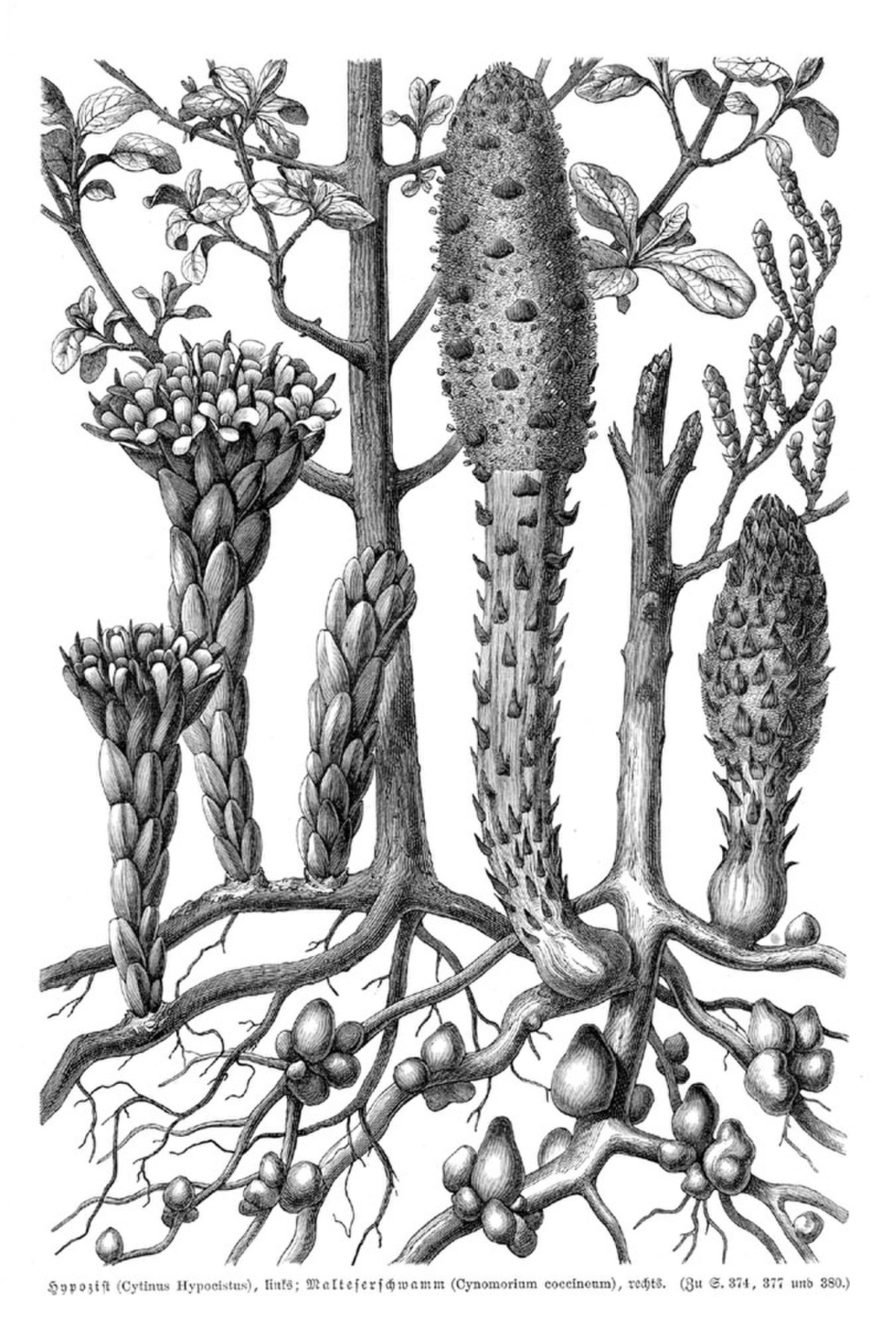  Cynomorium coccineum L.