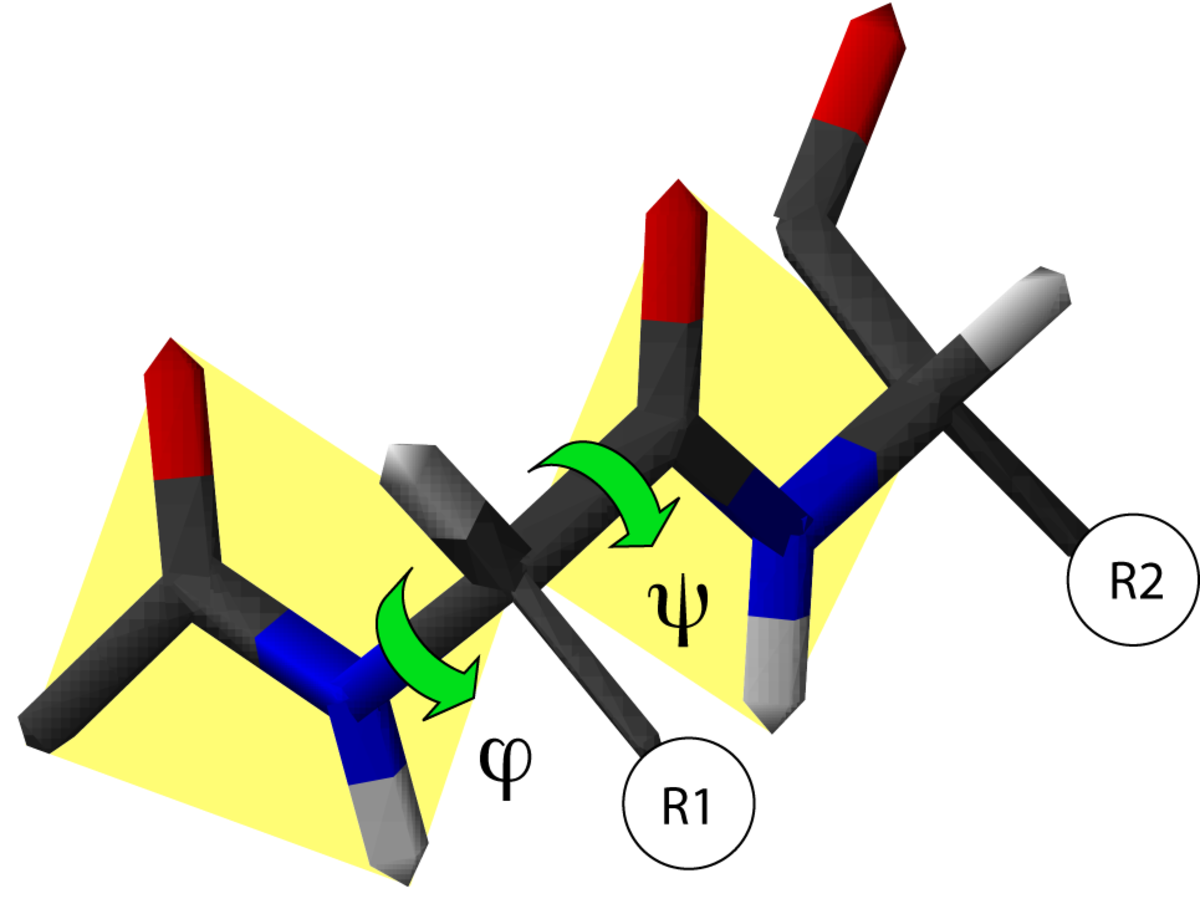 structure polypeptidique primaire