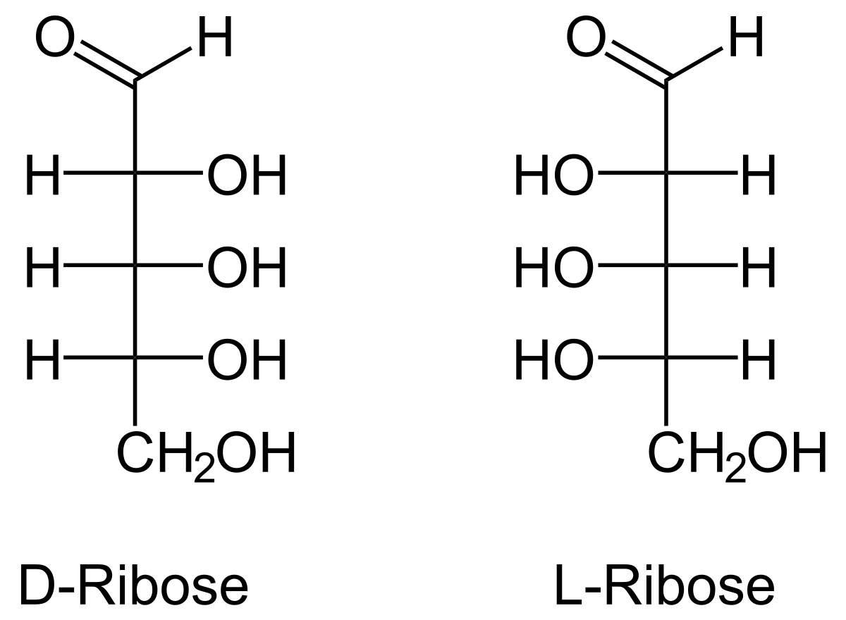 ribose et désoxyribose