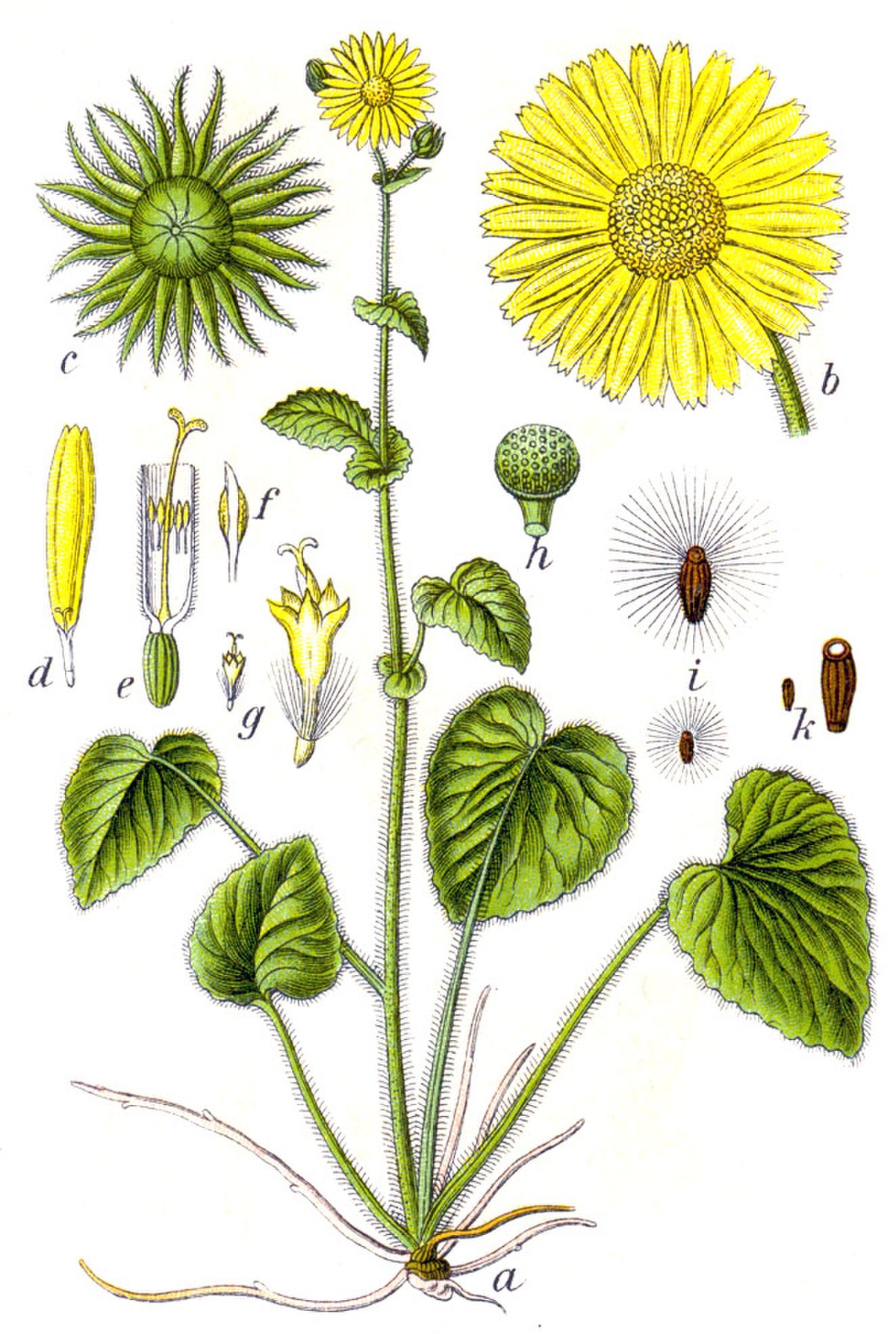  Doronicum pardalianches