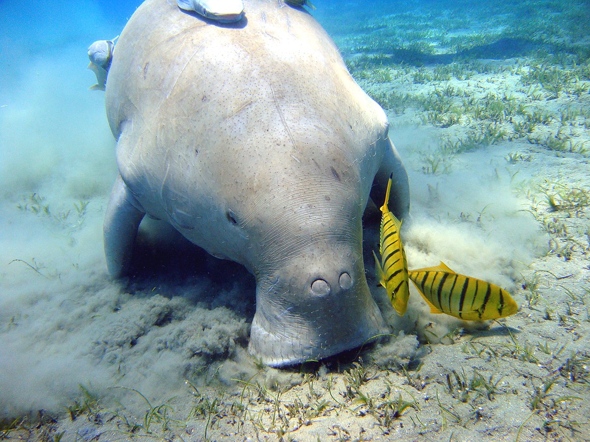  Un dugong à Marsa Alam