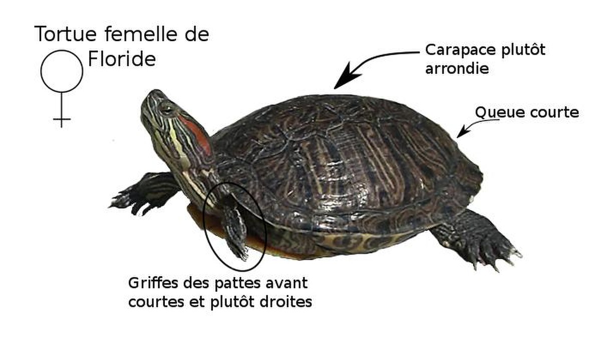 Tortue De Floride D finition Et Explications Tortue De Floride D finition Et Explications