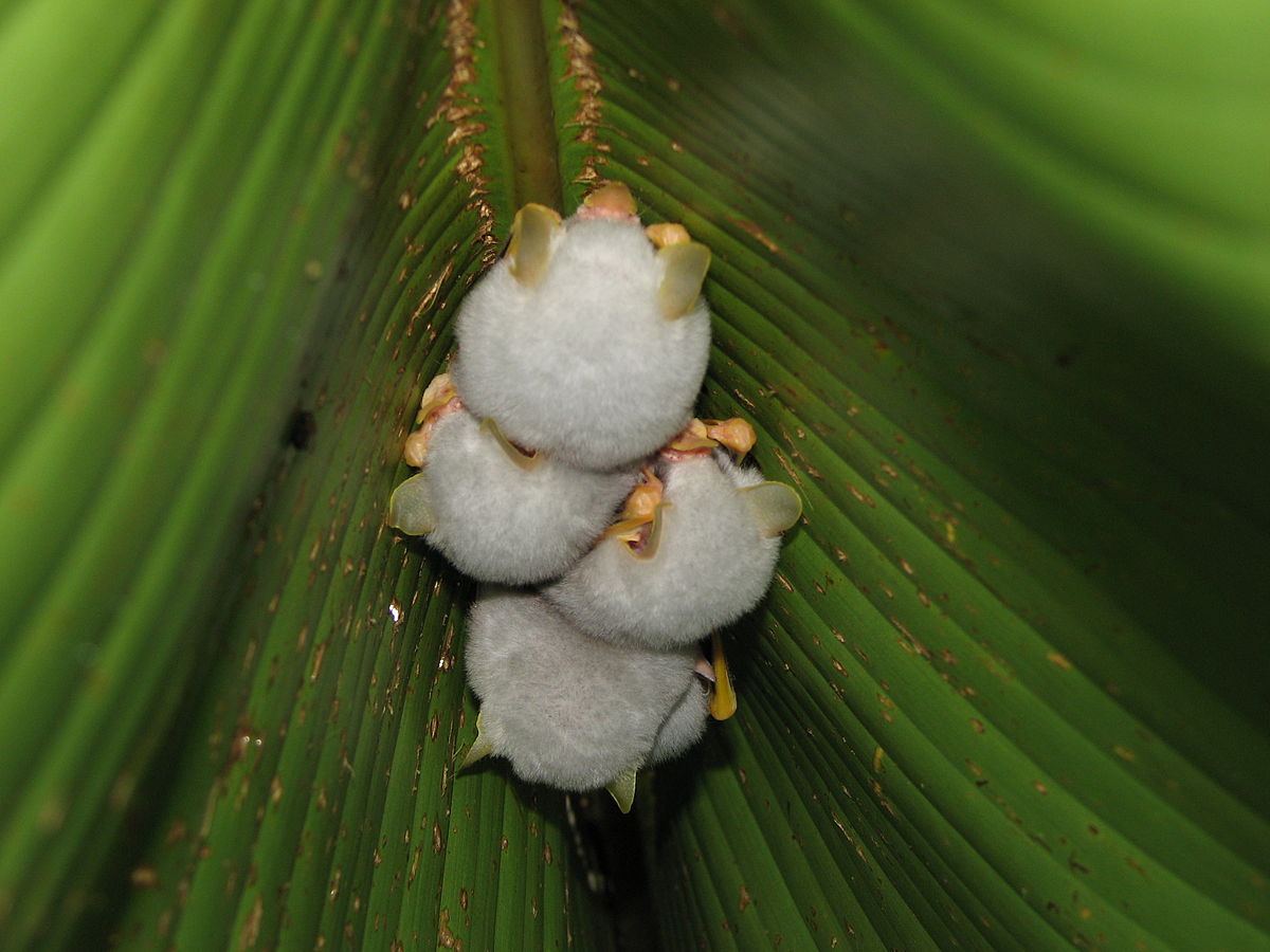 Ectophylla alba - Définition et Explications