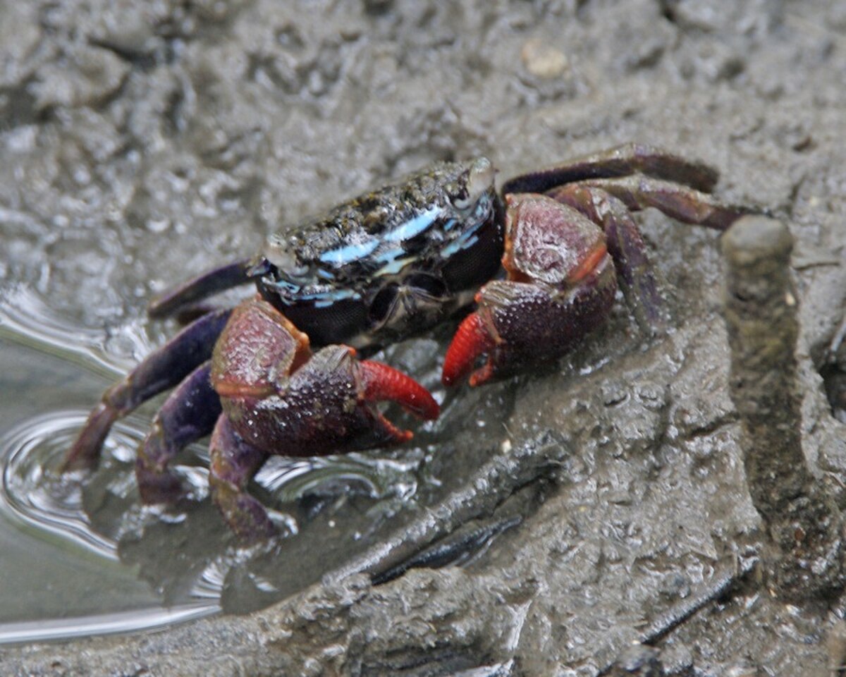 Sesarmidae - Définition et Explications