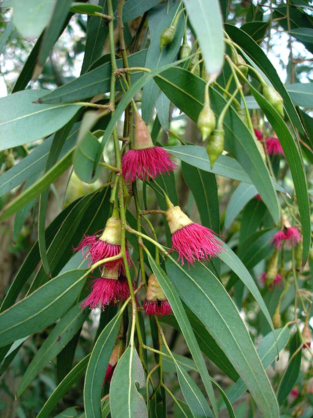 Eucalyptus globulus — Wikipédia