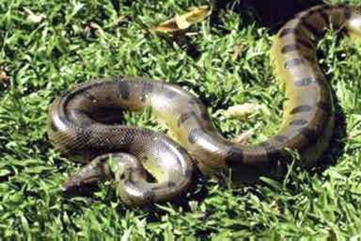 Une femme se réveille avec un serpent de presque deux mètres dans