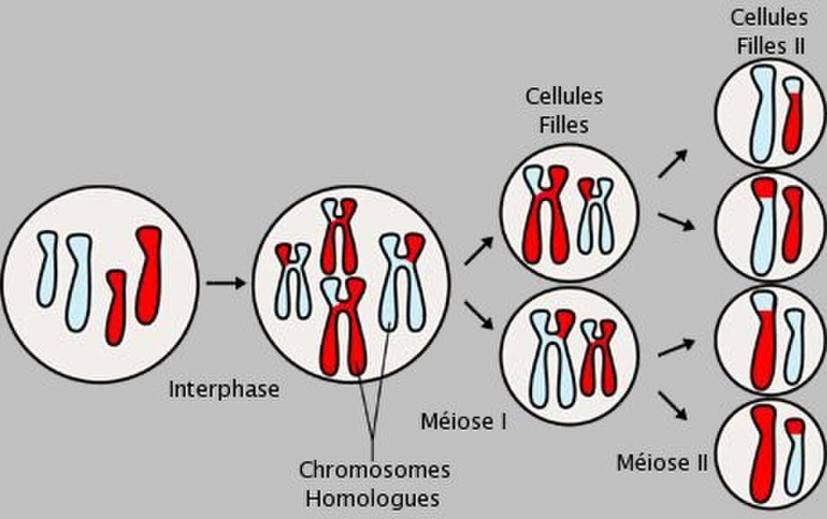 🔎 Meiosis – definition and explanation