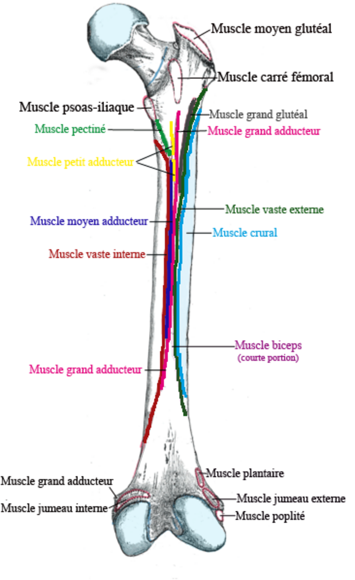 F mur D finition Et Explications