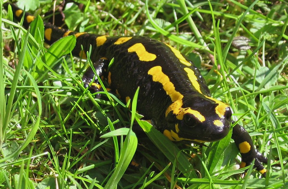 Salamandre maculée — Wikipédia