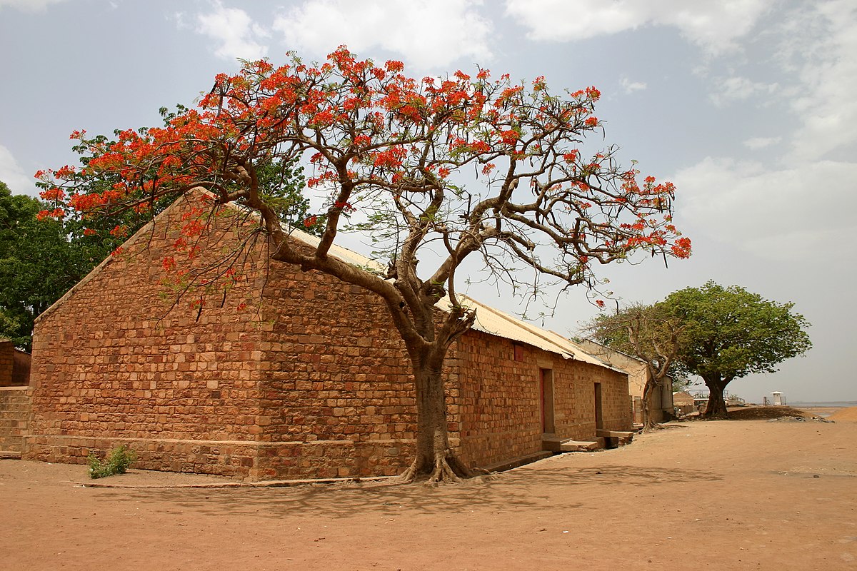 Un flamboyant (Delonix regia) en fleur contreun bâtiment en briques au Mali.
