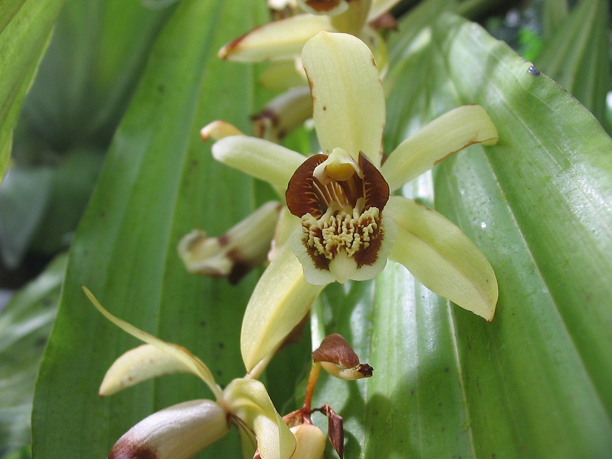  Coelogyne tomentosa