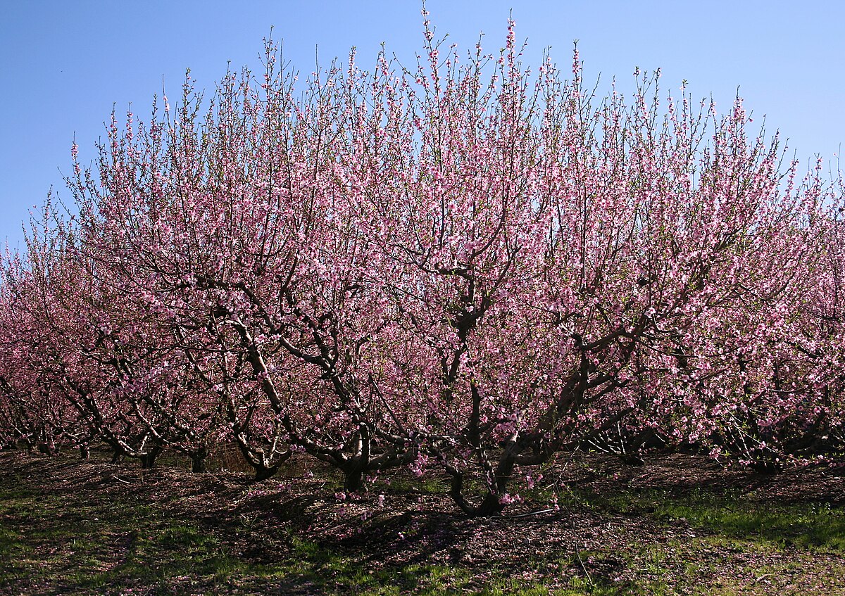 Liste des arbres fruitiers — Wikipédia