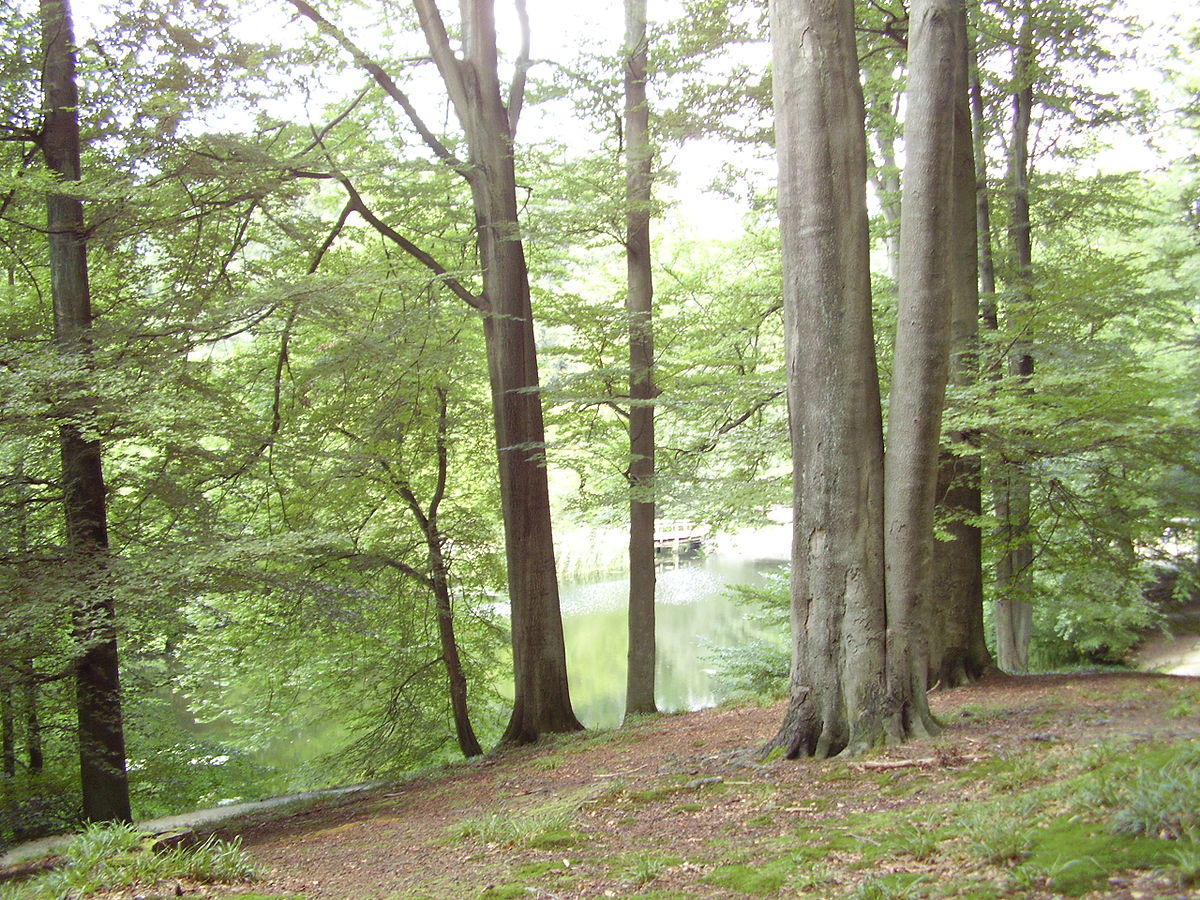 Forêt Mixte Avec Différents Types D'arbres à Feuilles Caduques