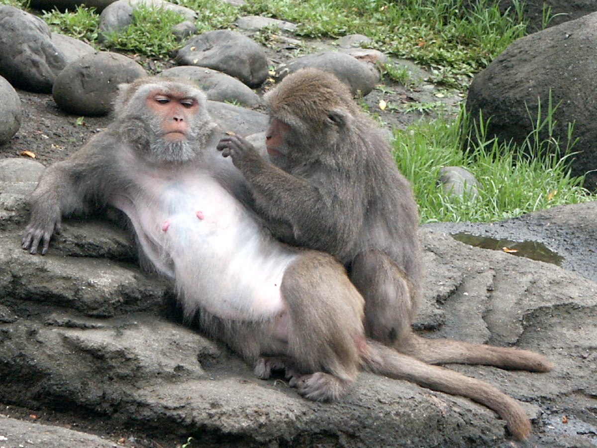  Macaques de Formose (Macaca cyclopis)