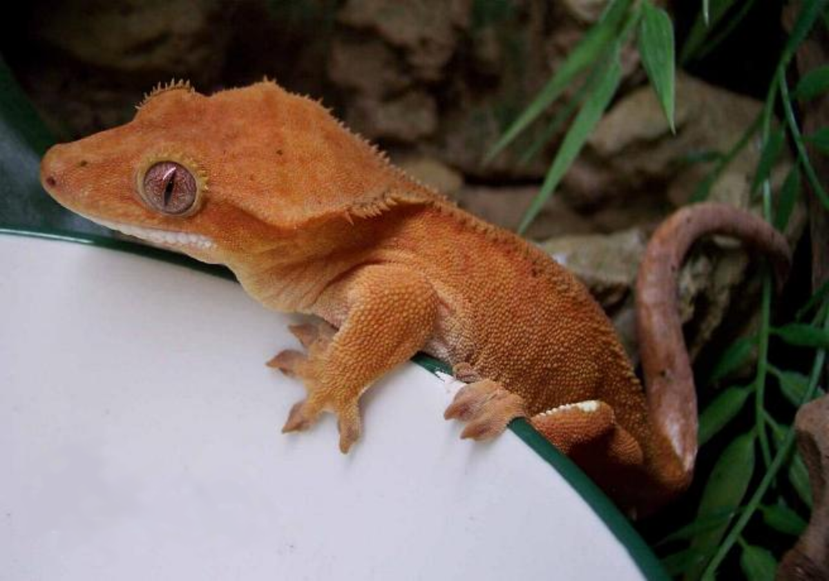 Rhacodactylus ciliatus,un gecko de Nouvelle-Calédonie