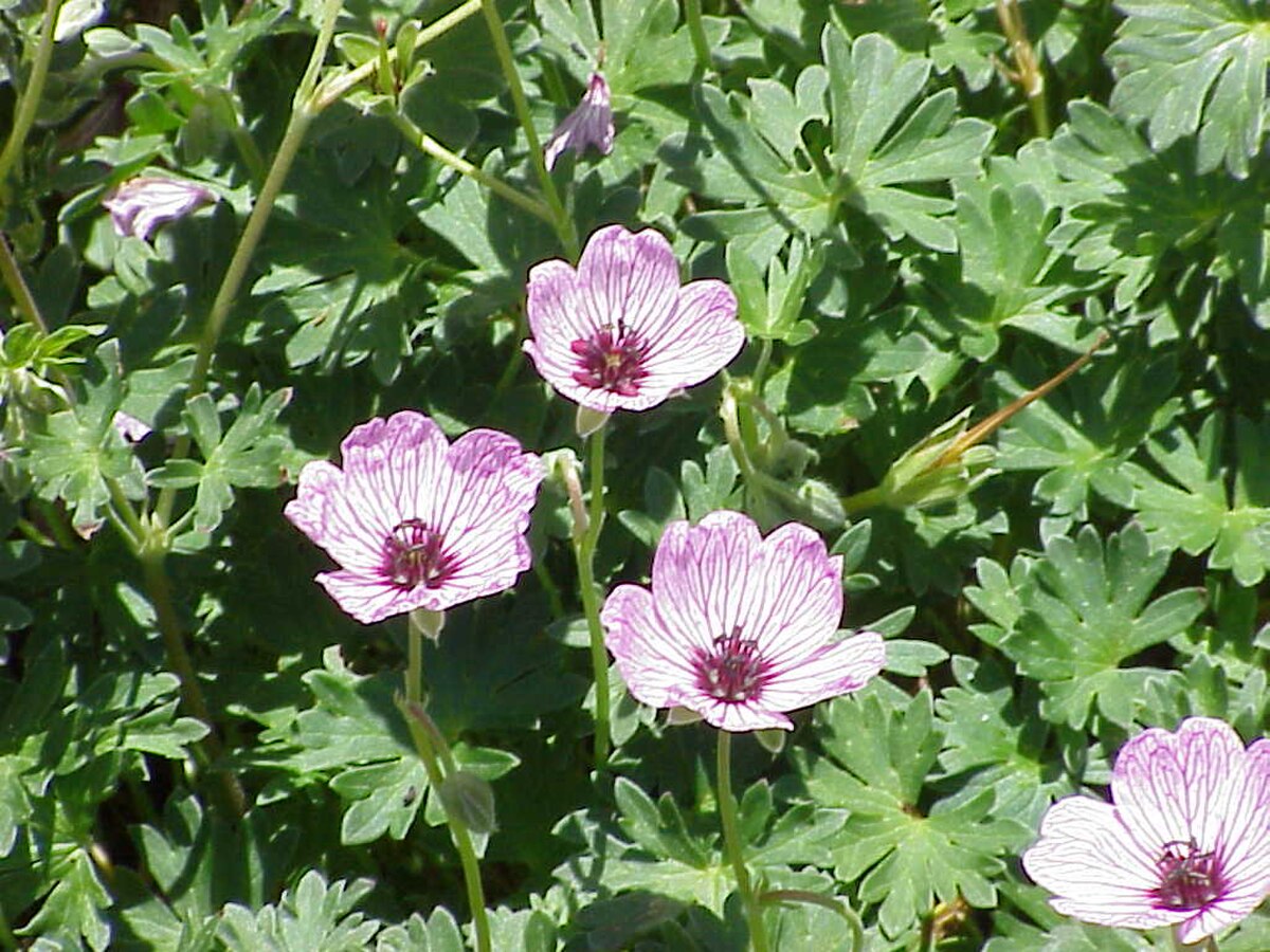 Geranium cinereum : définition et explications