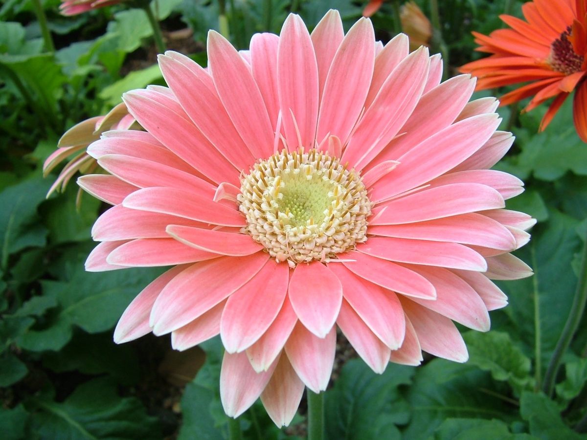  Un cultivar hybride de Gerbera au Utsubo Park à Osaka