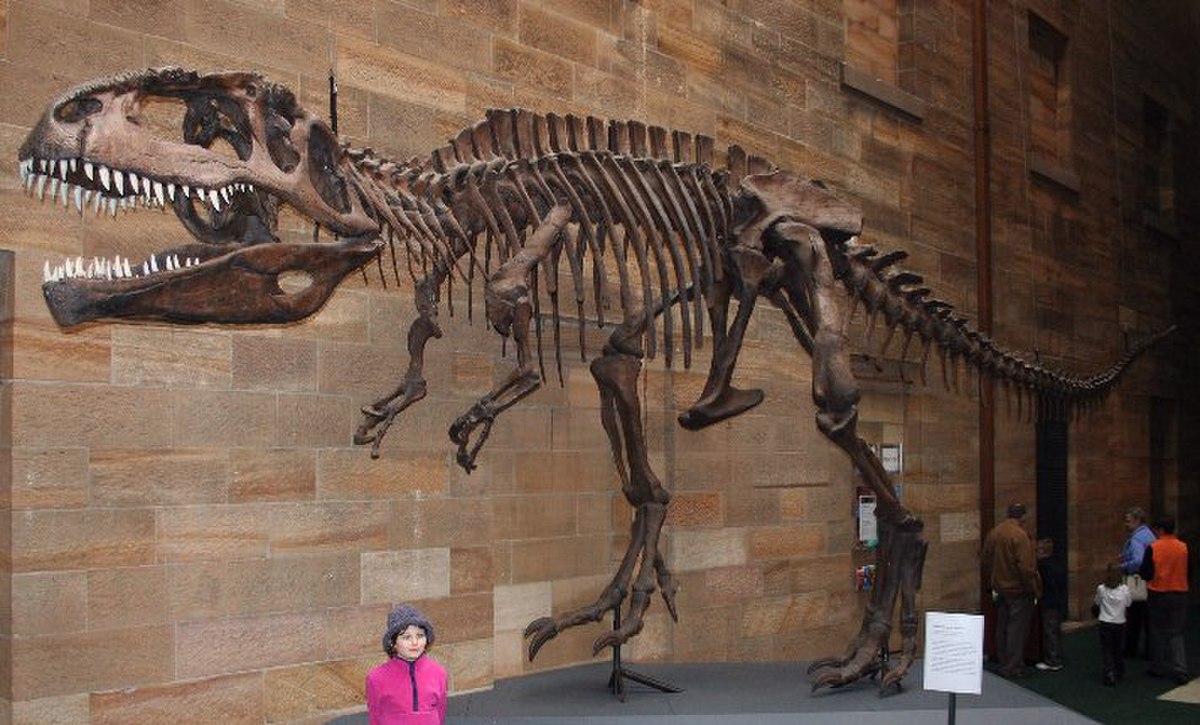  Squelette de Giganotosaurus au Musée australien à Sydney